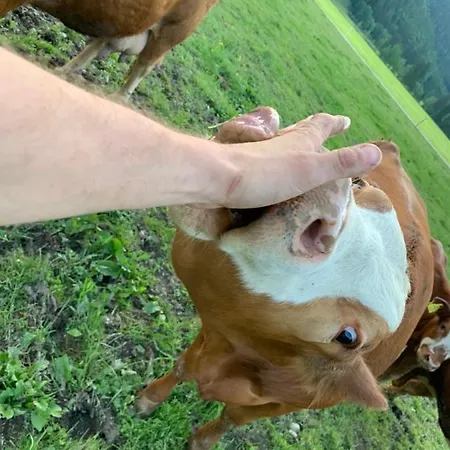 Buchwald Appartamento