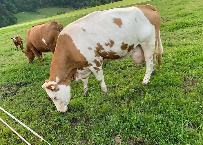 Buchwald -obinghof- *