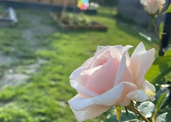 Buchwald -obinghof- *